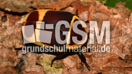 Kongo-Rosenkäfer (4).jpg